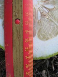              Fruit cross-section (Sha Tian You, Winter Haven,   FL)   