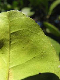                 Margin (Sha Tian You, Winter Haven, FL)       