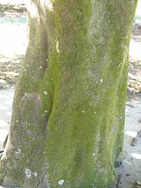                Bark (Sha Tian You, Winter Haven, FL)       