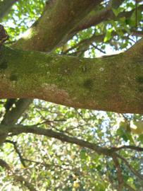                Bark (Sha Tian You, Winter Haven, FL)       