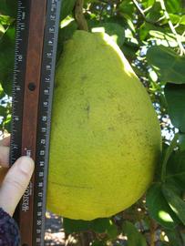              Fruit (Sha Tian You, Winter Haven, FL)   