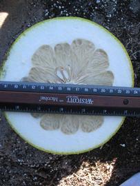              Fruit cross-section (Sha Tian You, Winter Haven,   FL)   