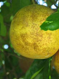            Fruit (Winter Haven, FL)   