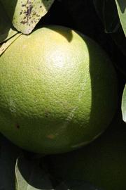            Immature fruit (Riverside, CA)   