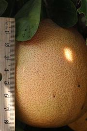            Fruit (Riverside, CA)   