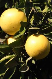            Fruit (Riverside, CA)   