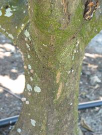              Bark (Winter Haven, FL)       