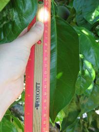              Unifoliolate leaf (Winter Haven, FL)       