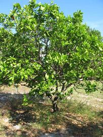            Habit (Winter Haven, FL)   