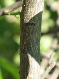              Second - third year twig (Winter Haven, FL)       