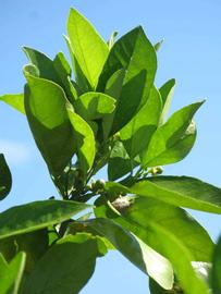              Sun leaves (Winter Haven, FL)       
