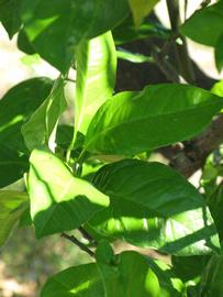              Shade leaves (Winter Haven, FL)       