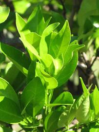              Sun leaves (Winter Haven, FL)       