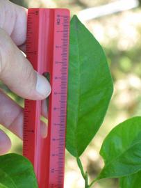              Unifoliolate leaf (Winter Haven, FL)       