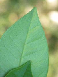              Margin (Winter Haven, FL)       