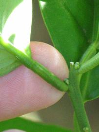              Petiole (Winter Haven, FL)       