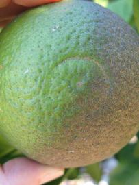            Immature fruit (Winter Haven, FL)   