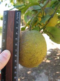            Fruit (Winter Haven, FL)   