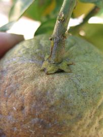            Fruit (Winter Haven, FL)   