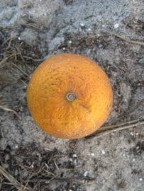            Fruit (Winter Haven, FL)   