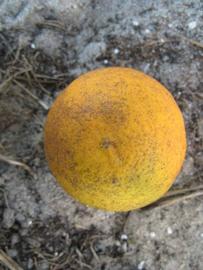            Fruit (Winter Haven, FL)   