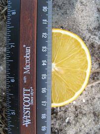            Fruit cross-section (Winter Haven, FL)   