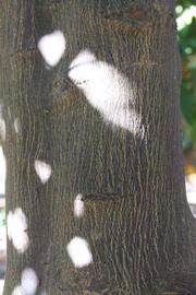              Bark (Riverside, CA)       