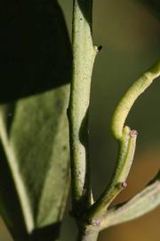              First year twig (Riverside, CA)       