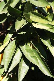            Sun leaves (Riverside, CA)   