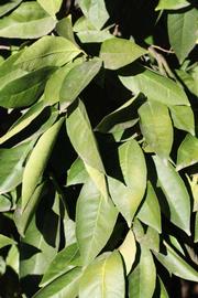            Sun leaves (Riverside, CA)   