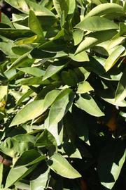            Sun leaves (Riverside, CA)   