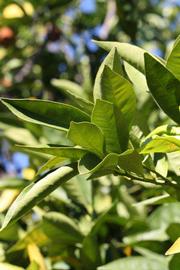            Sun leaves (Riverside, CA)   