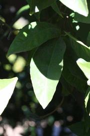            Shade leaves (Riverside, CA)   