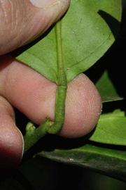              Petiole (Riverside, CA)       