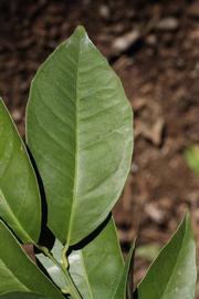             Unifoliolate leaf (Riverside, CA)       