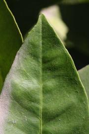              Margin (Riverside, CA)       