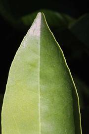              Margin (Riverside, CA)       