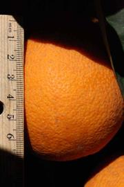            Fruit (Riverside, CA)   