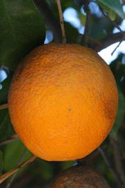            Fruit (Riverside, CA)   