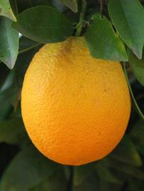            Fruit (Riverside, CA)   