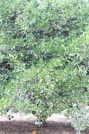            Habit (Riverside, CA)   