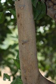            Bark (Riverside, CA)   