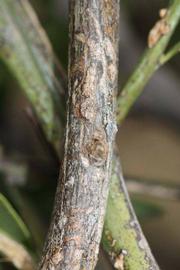              Second - third year twig (Riverside, CA)       