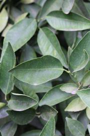              Sun leaves (Riverside, CA)       