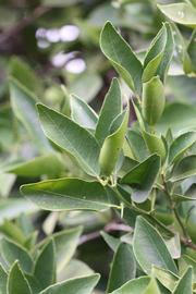              Sun leaves (Riverside, CA)       