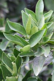              Sun leaves (Riverside, CA)       