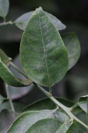              Unifoliolate leaf (Riverside, CA)       