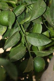              Shade leaves (Riverside, CA)       