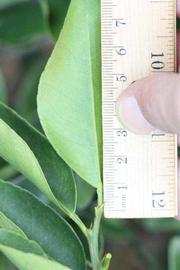              Unifoliolate leaf (Riverside, CA)       