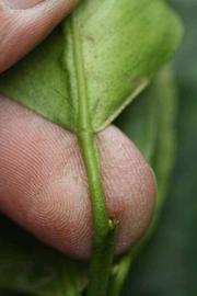              Petiole (Riverside, CA)       